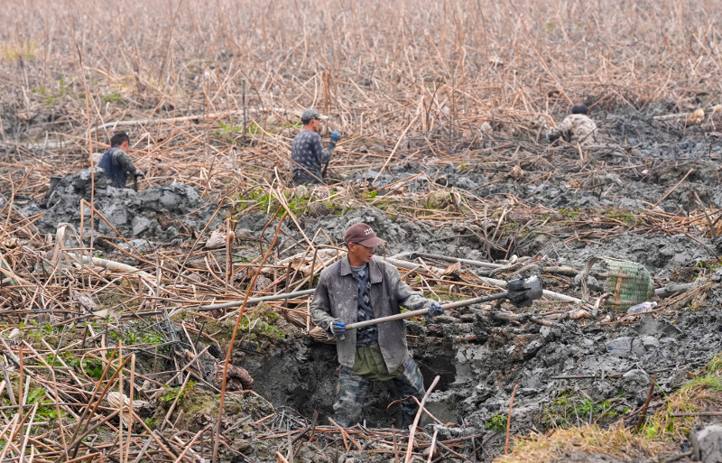 春節臨近采藕忙